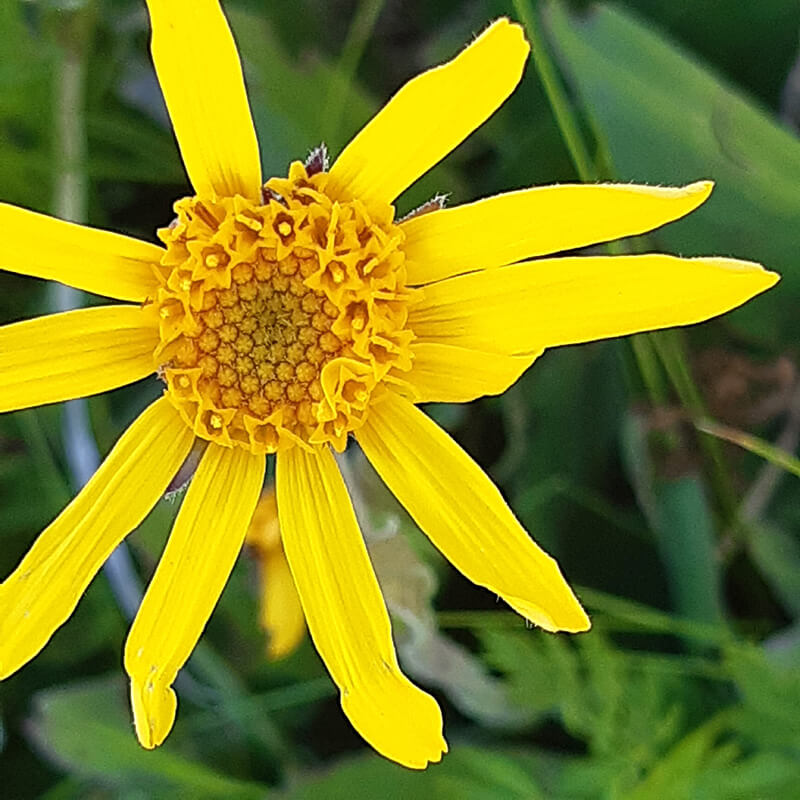 Arnicablüte