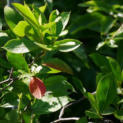 Apfelbeere Aronia Blätter