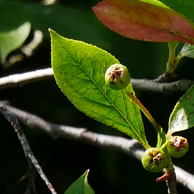 Apfelbeeren Aronia Früchte