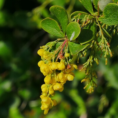Berberitzenblüte