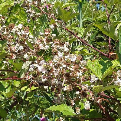 Brombeere