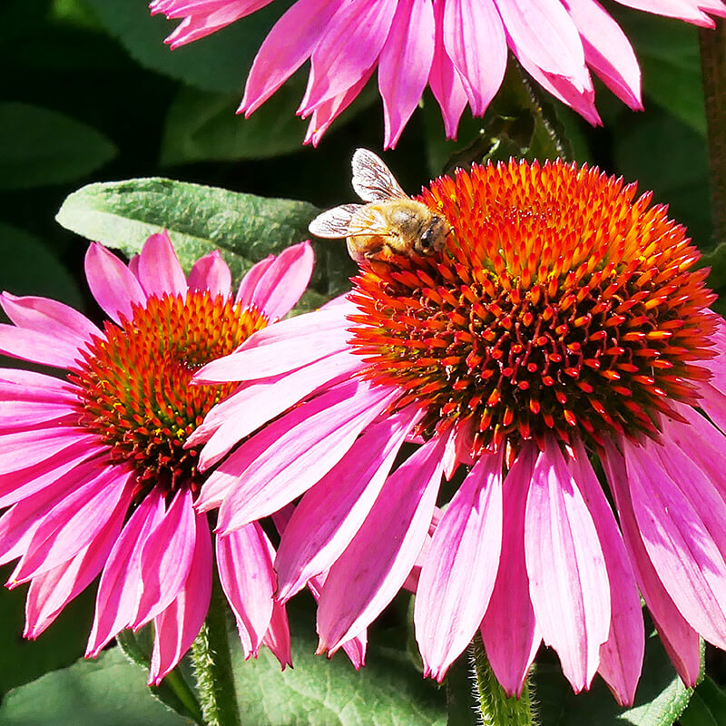 Echinacea