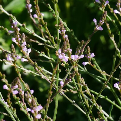 Eisenkraut Blüten