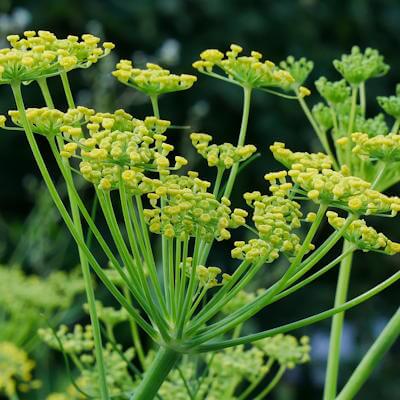 Fenchel Blüte
