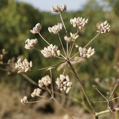 Fenchel Früchte