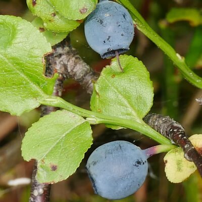Heidelbeeren und Heidelbeerblätter