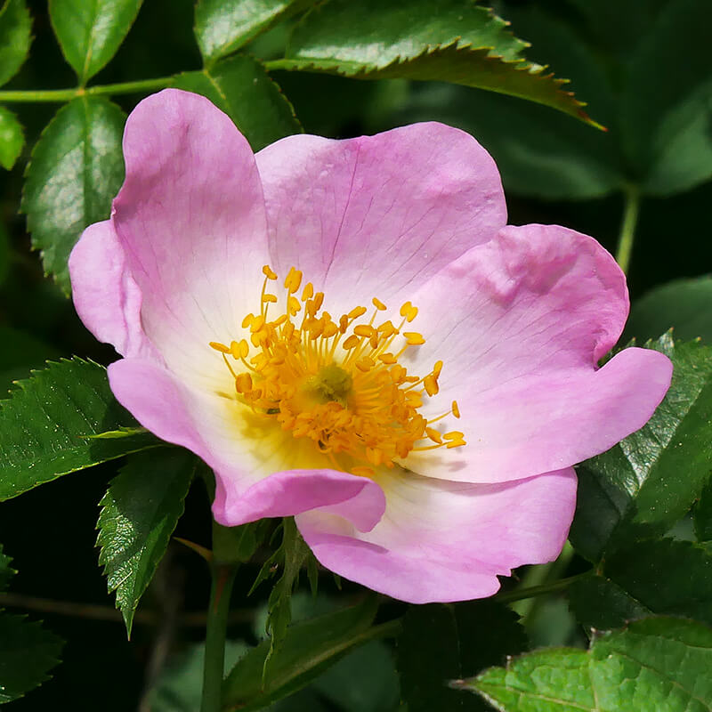Hundsrose