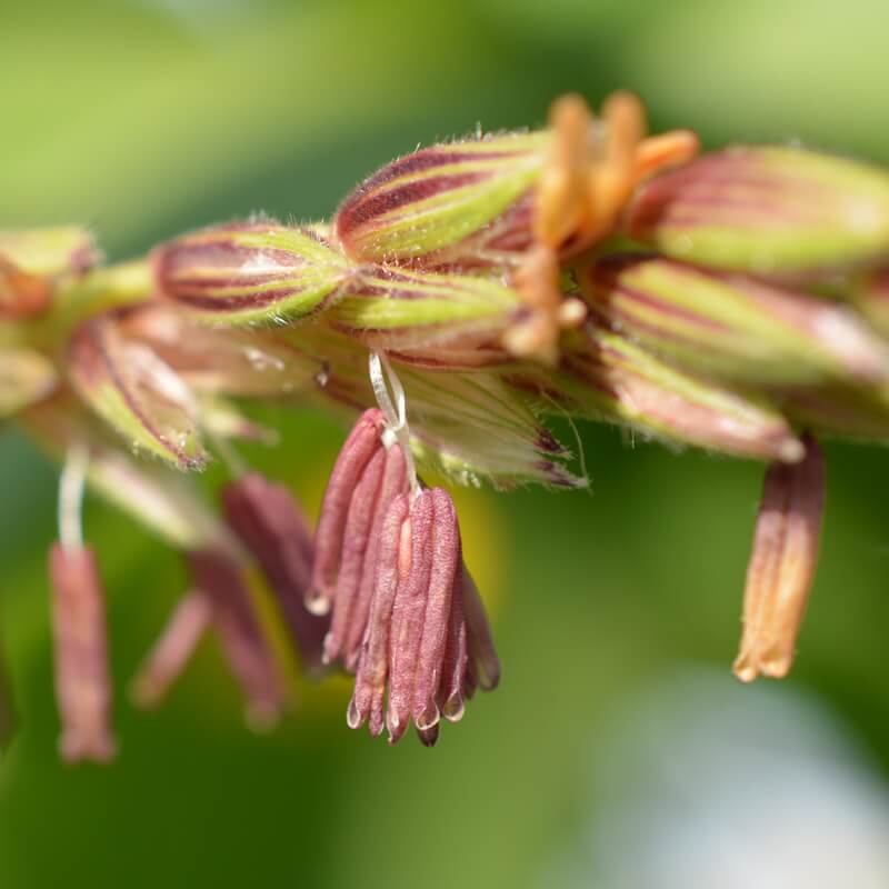 Mais Blüte