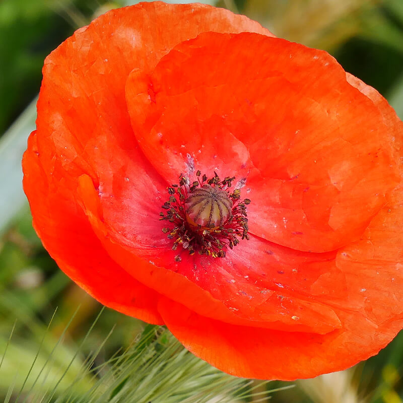 Mohn