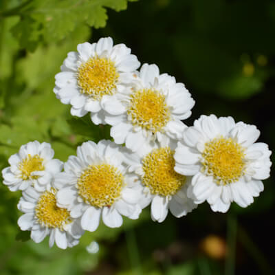 Mutterkraut Blüte