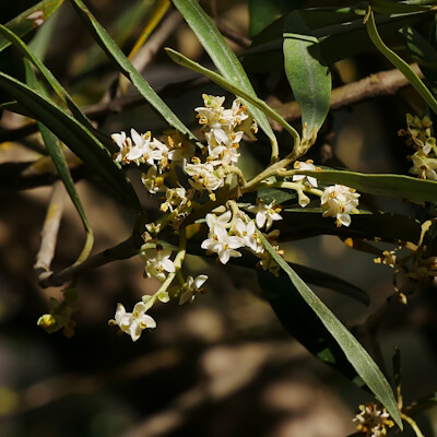 Olivenblätter und Blüten