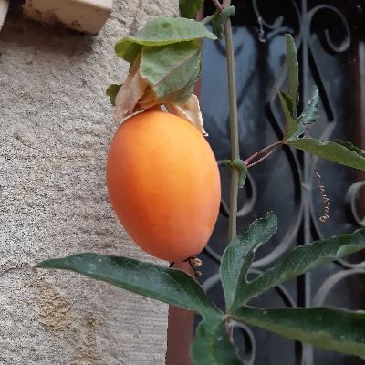 Passionsblume, blaue