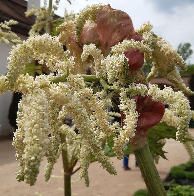 chinesischer Rhabarber