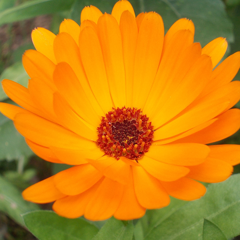 Ringelblume