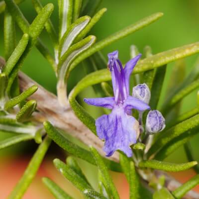 Rosmarinblätter und -blüte