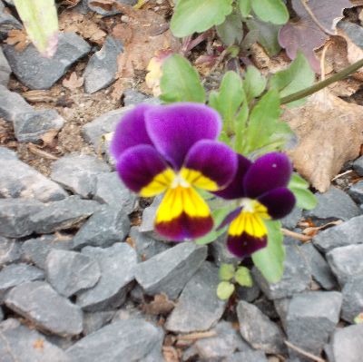 Feldstiefmütterchen