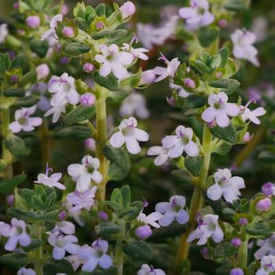 Thymian