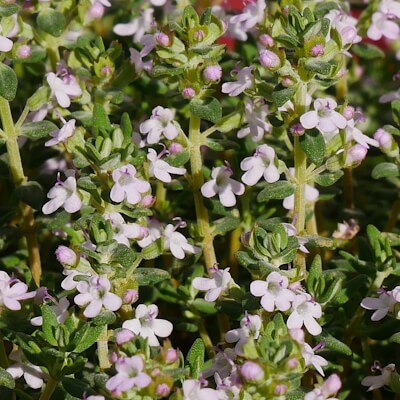 Thymianblüten