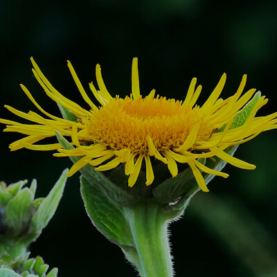 Alant Blüte