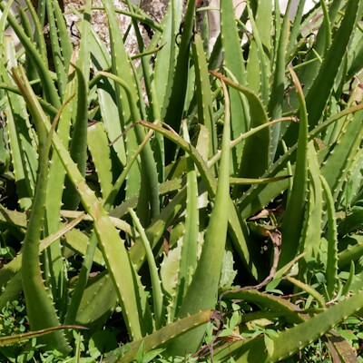 Aloe