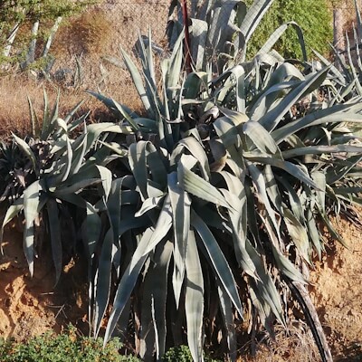 Wilde Aloe in Marokko