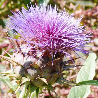 Artischocke Blüte