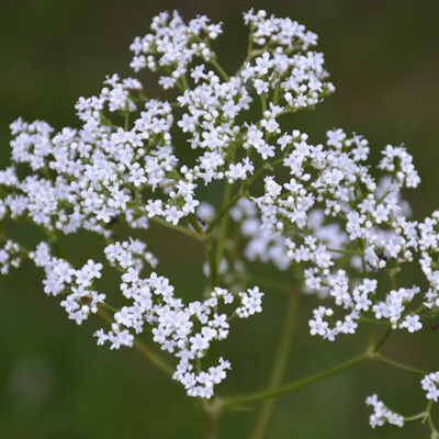 Baldrianblüte