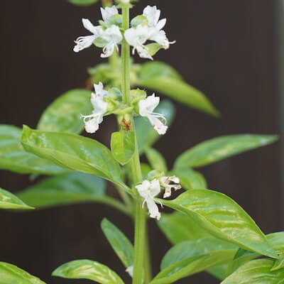 Basilikum Blüte und Blätter