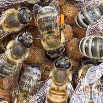 Bienen mit Pollen