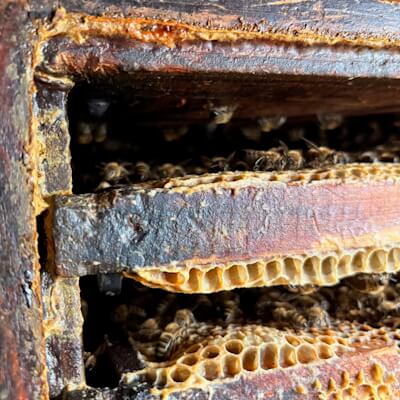 Bienenstock