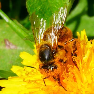 Biene sammelt Pollen
