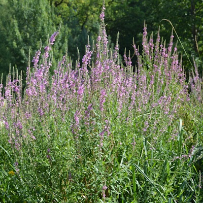 Blutweiderich