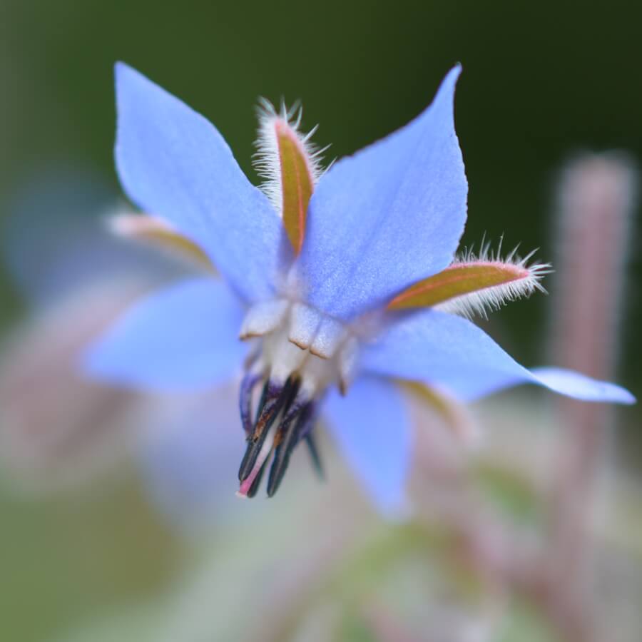 Borretschblüte