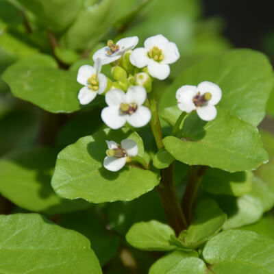 Brunnenkresse