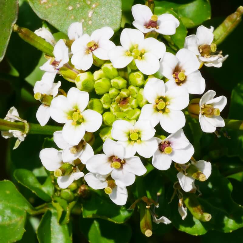 Brunnenkresse Blüte