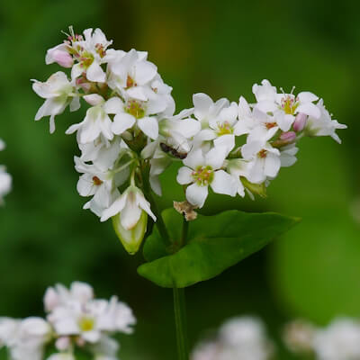 Buchweizenblüte