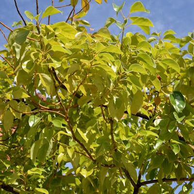 Campherbaum