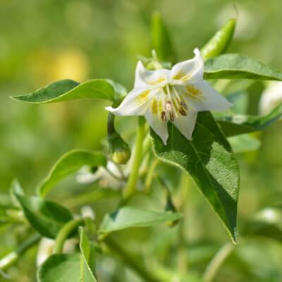 Chiliblüte