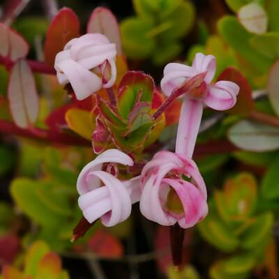 Cranberry Blüte