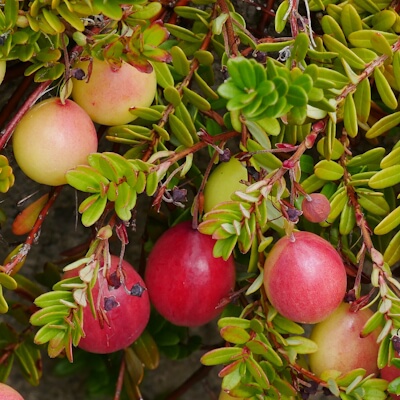 Cranberry Früchte