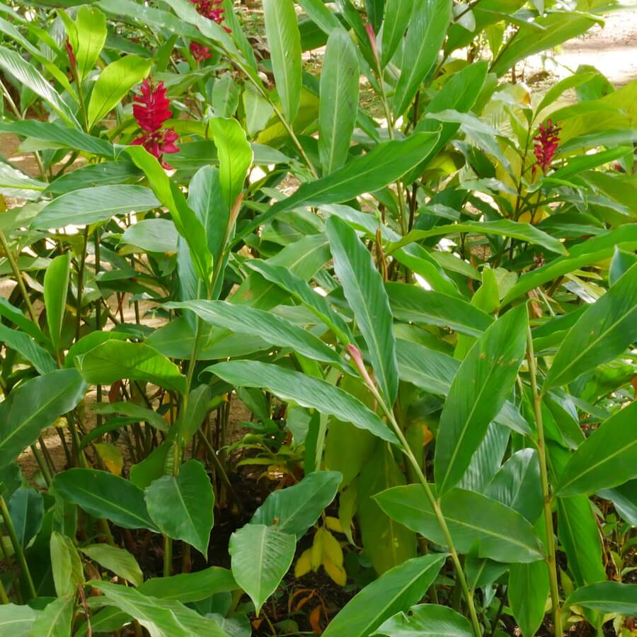 Gelbwurz | Curcuma longa