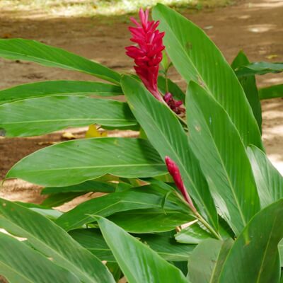 Curcuma Blüte