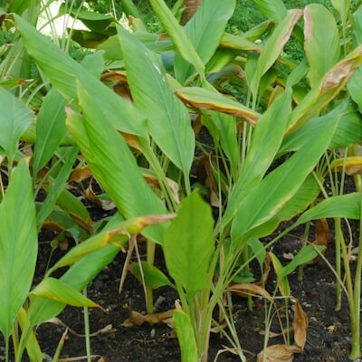 Curcuma Laubblätter