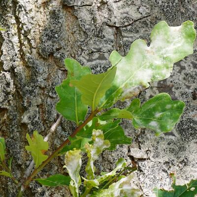 Baumstamm der Eiche mit Rinde und Blättern