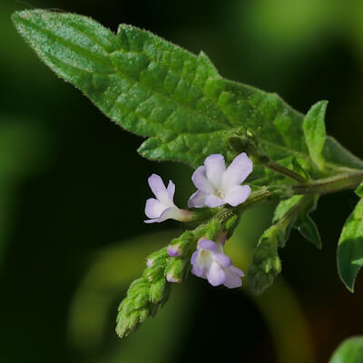 Eisenkraut Blüte