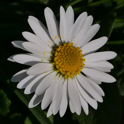 Gänseblümchen