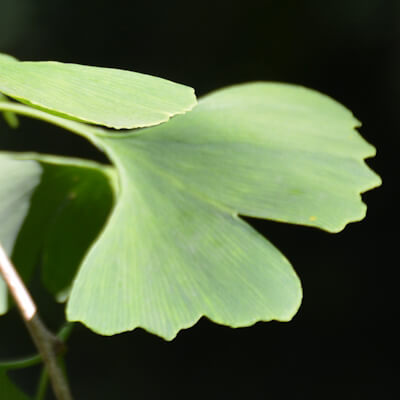 Ginkgoblatt