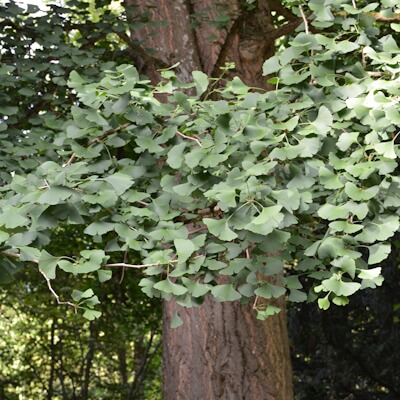 Ginkgobaum