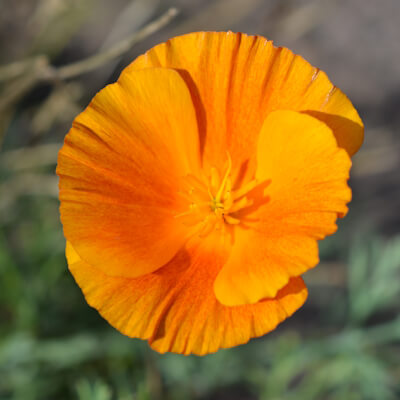 Goldmohn Blüte