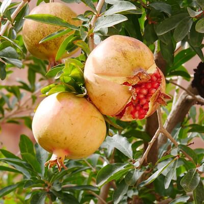 Granatapfel